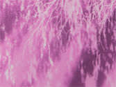 Pink Fusion